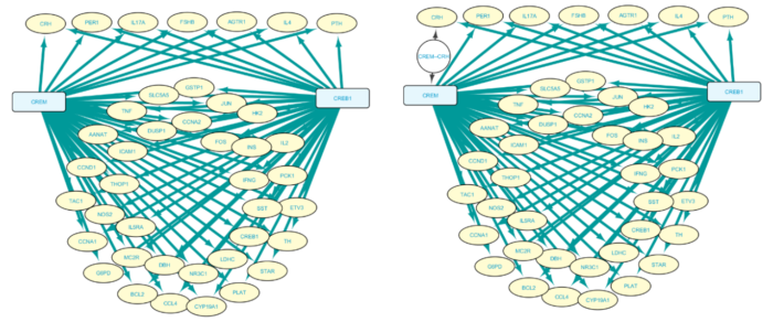 Figure 5: TF-TG network pruned for High-confidence TRIs. The right panel has an expanded relationship (round node) between TF: CREM and TG: CRH. 
